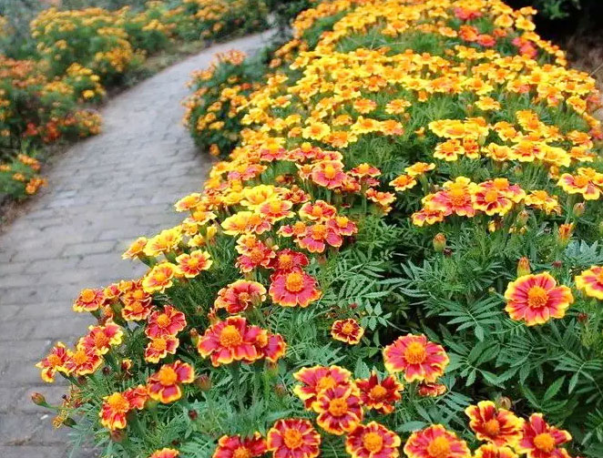 青州市珞涵花卉苗木有限公司