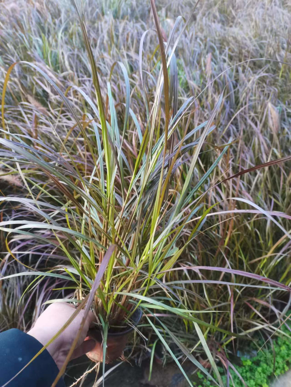 青州市珞涵花卉苗木有限公司